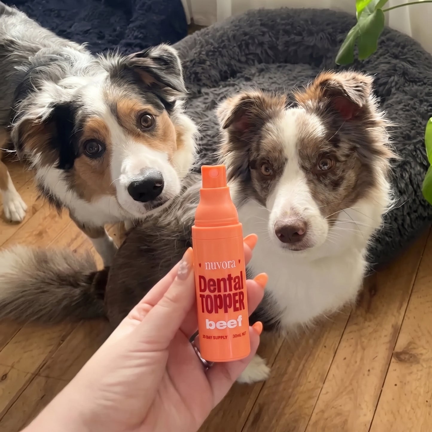 Dog Dental Spray