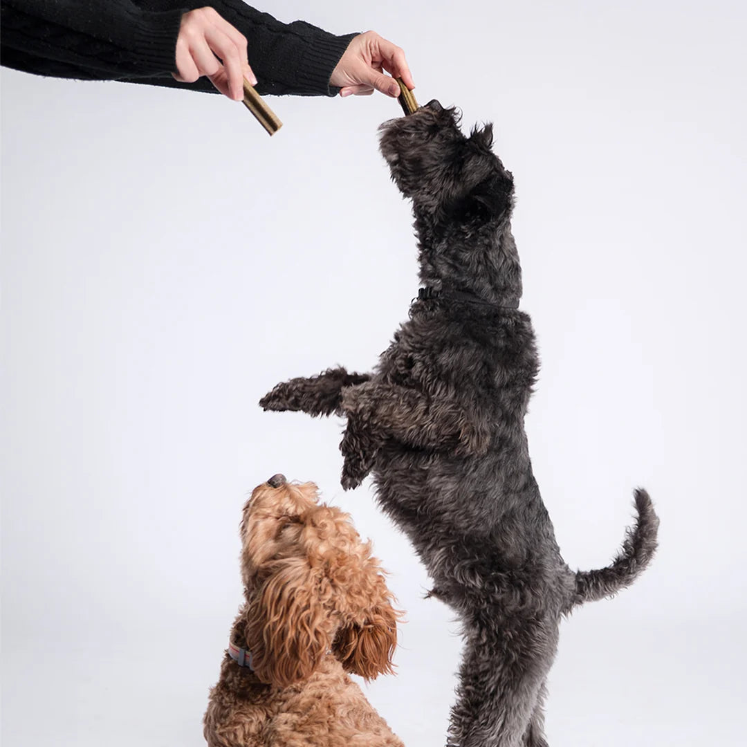 Palitos Dentales Para Perros