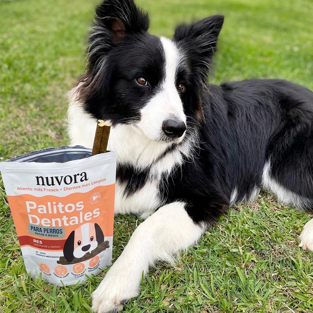 Palitos Dentales Para Perros